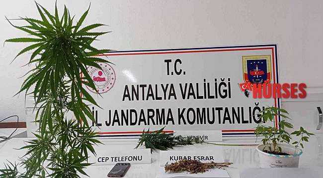 Kumluca'da evin çatısında kenevir ele geçirildi