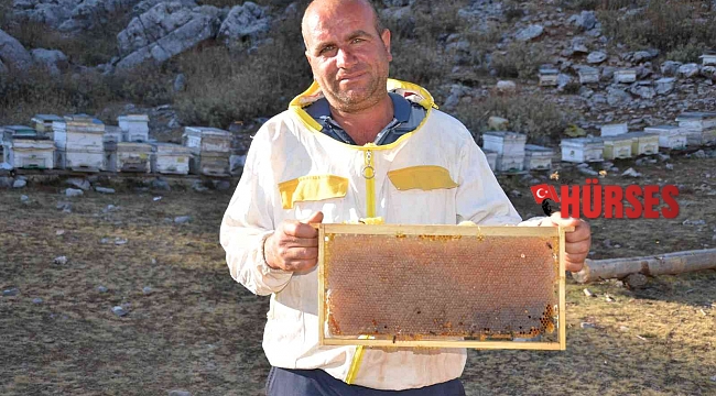 Siparişler kovandan çıkmadan alınıyor, kilogramı 300 TL'den satılıyor