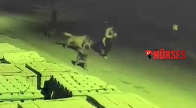 Sokak köpeklerinin saldırısına uğrayan genç kızın yaşadığı korku kamerada