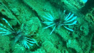 Tarihi batık St. Didier'e istilacı türler yerleşti