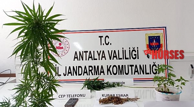 Uyuşturucuyu evinin çatısında yetiştirdi