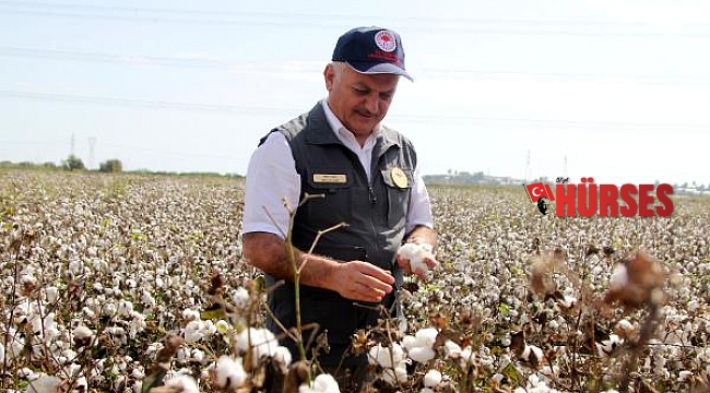 Vali Yazıcı pamuk hasadına katıldı