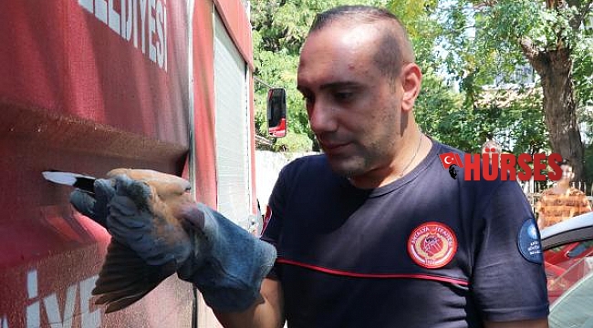 Yavru kumruya kurtarma operasyonu