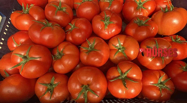 Antalya'da sezonun ilk domates hasadı yapıldı
