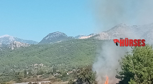 Antalya'da zeytinlikte yangın