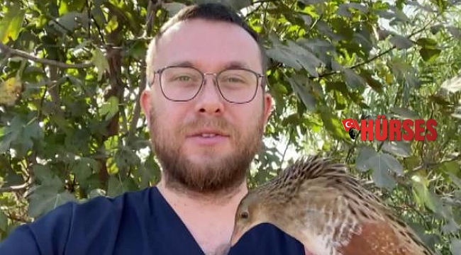 Bıldırcın kılavuzu, göç yolunda kedi saldırısına uğradı
