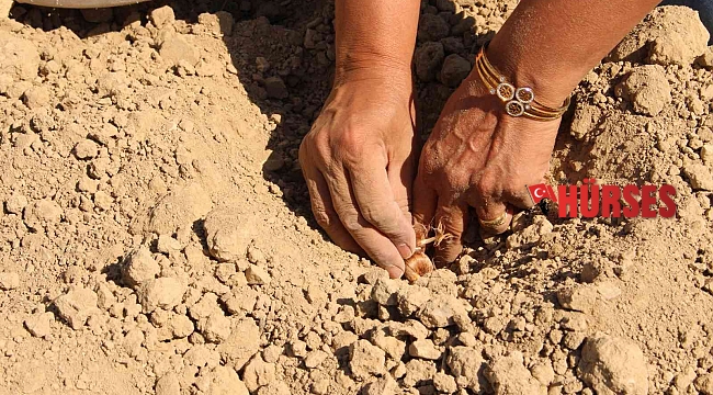 Elmalı'da kadınlar, altın bitki safranı toprakla buluşturdu
