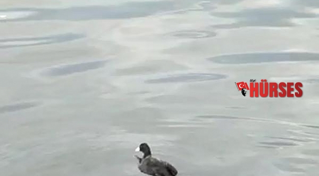 Misinaya takılan Sakarmeke kuşunu kurtardı