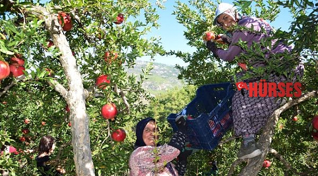 Nar üreticisinin rekolte sevinci