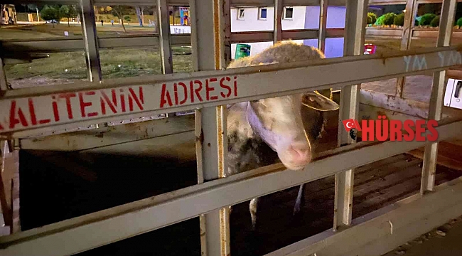 Sahibiyle gezintiye çıkan köpeğin dikkati koyunu ölümden kurtardı