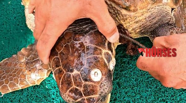 Şamandıra halatına takılan Caretta caretta, dalgıçlar tarafından kurtarıldı