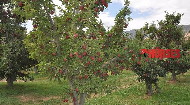 Türkiye'deki 4 elmadan 1'inin üretildiği Isparta'da hasat başladı