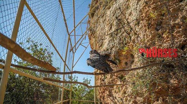 Uçamayan puhu çiftine yaşam alanı