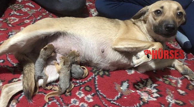 Yavru sincaplara, köpek Zeyna annelik yapıyor