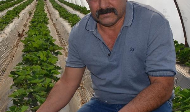 Çilek üreticisi hasadı bekliyor