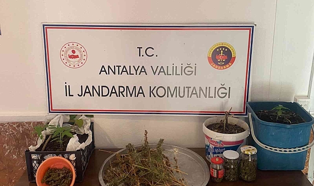 Jandarmadan yasadışı kenevir ekimine operasyon