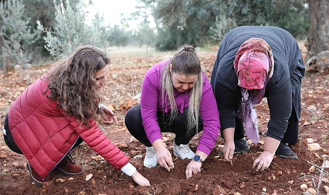 Büyükşehirden kadın kooperatiflerine nergis ve frezya soğanı desteği