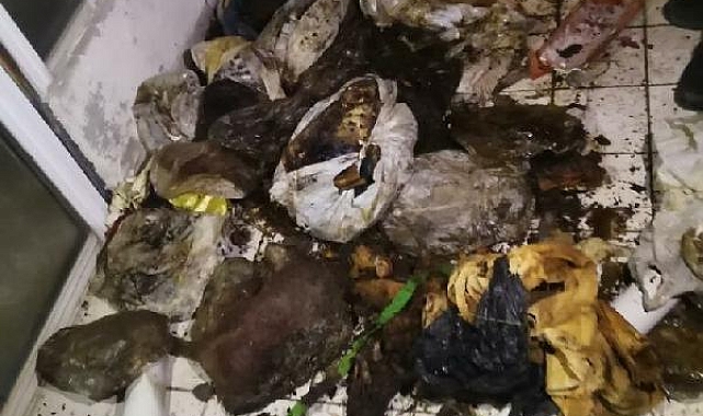 Evinde çok sayıda çürümüş köpek ve kedi ölüsü bulundu, akıl hastanesine sevk edildi