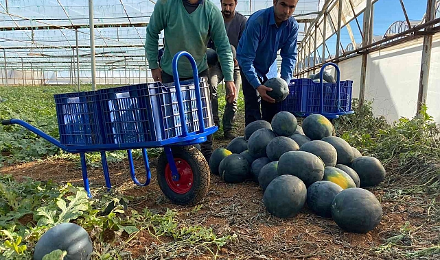 Kilosu 10 liradan satılan kış karpuzu, aşeren hamilelere ilaç gibi geliyor