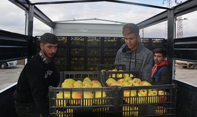 Korkuteli'de armut ve ayvada ihracat hareketliliği