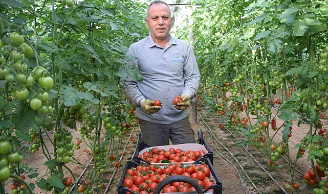 Örtü altı domateste ikinci hasat başladı