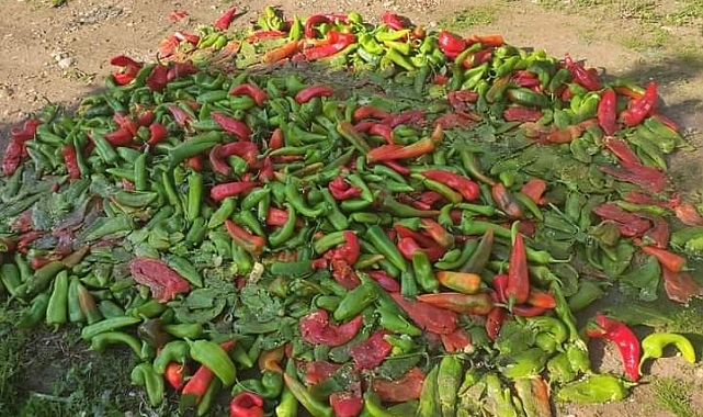 Pestisit denetimlerinde 12 kişiye 49 bin TL ceza