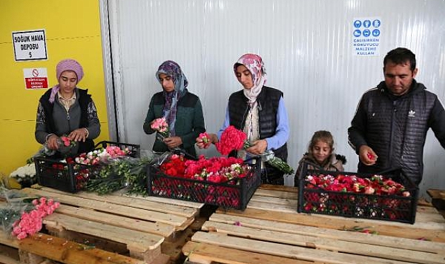 Sirtakide tabak kırma yerine Türk karanfili