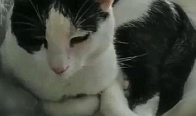 Tekir kedi, kalp kapakçığı tümörüyle literatüre girdi