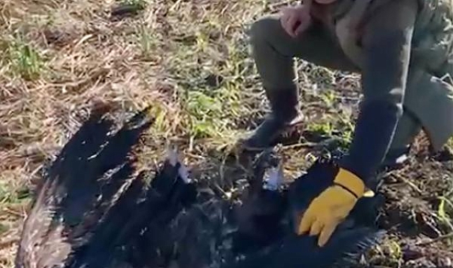 Uydu vericili kara akbaba, Çatalca'da silahla öldürüldü
