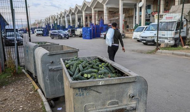Dikenli salatalık, 'tüketimi yok' diye çöpe atılmış