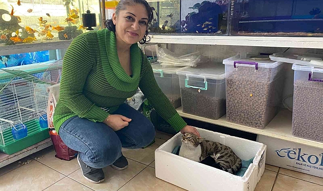 Kaldığı yerin tadilatı yüzünden dışarıda kalan kedi, 3 yavrusuyla esnafa sığındı