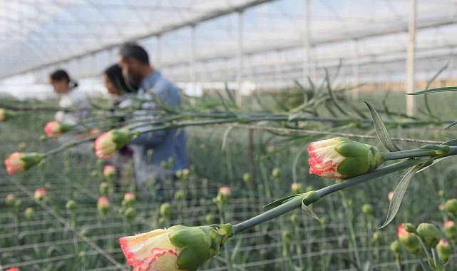 Tanesi 2 ile 5 TL arasında satılıyor, kimse yetiştirmeye cesaret edemiyor