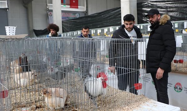 'Ulusal Kümes Hayvanları' gösterisi yapıldı