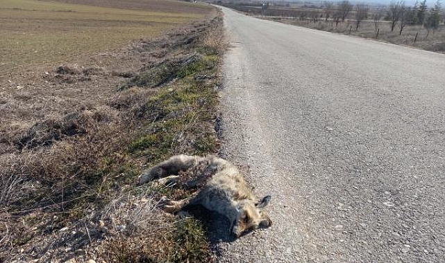 Aracın çarptığı tilki öldü