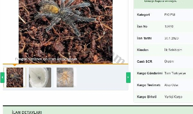 İnternetten tarantula satıyorlar; 26 bin 390 lira cezası var