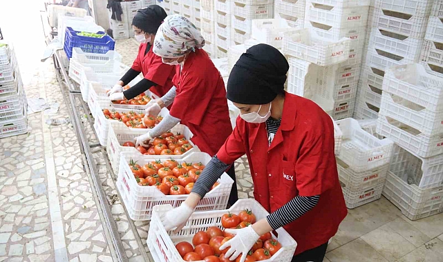 İşlem gören domates miktarı geçen yılın aynı ayına göre yüzde 19 azaldı