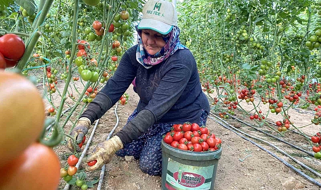 Örtü altı tarımda başı çeken ilçede domates üretimi ilk sırada yer aldı