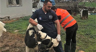 Antalya Büyükşehir Belediyesi'nden Gaziantep'te veterinerlik hizmeti