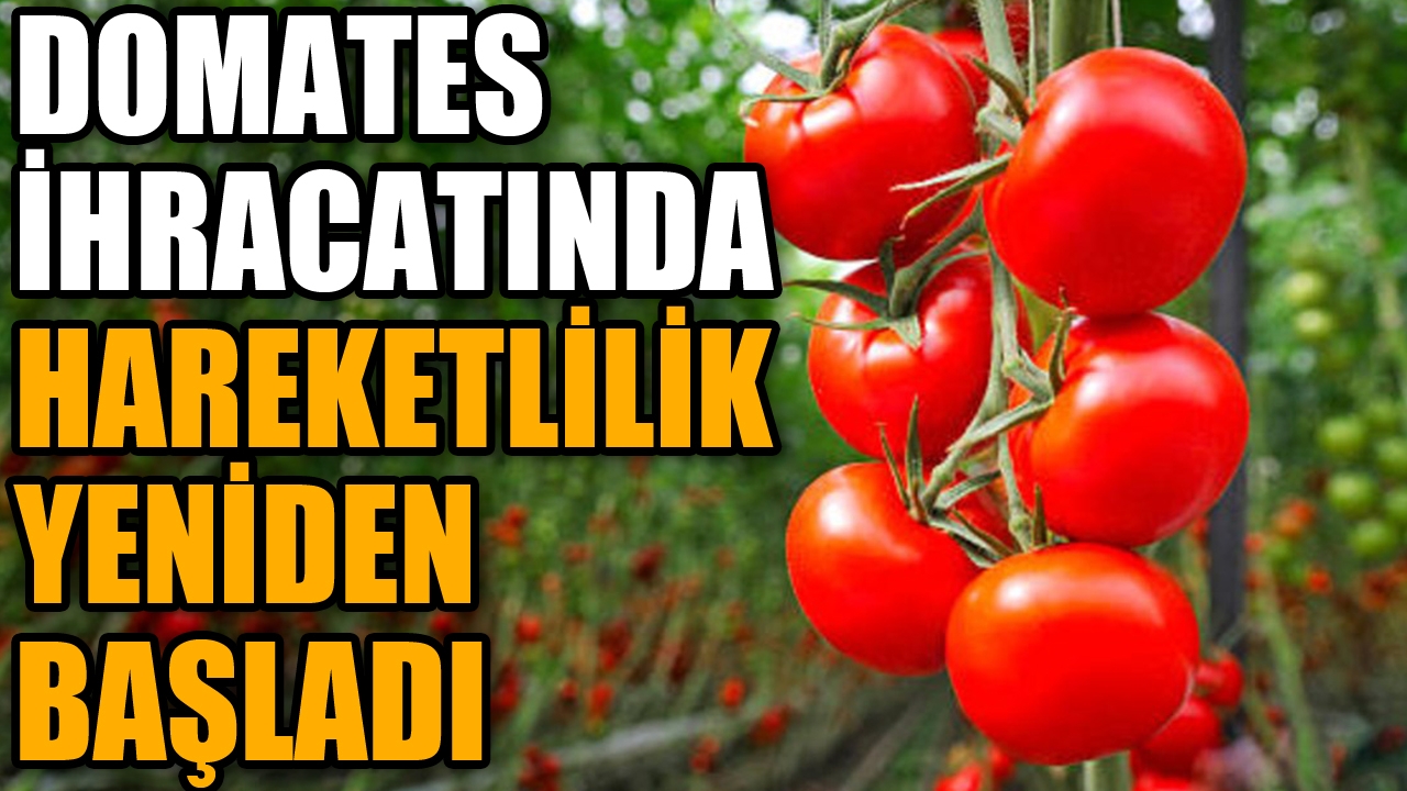 Antalya'da domates ihracatında hareketlilik başladı