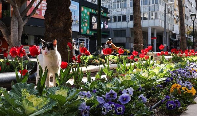 Antalya rengârenk lalelerle süslendi