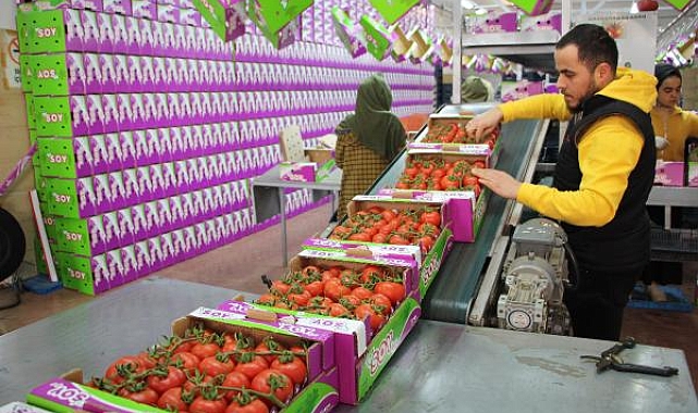 Antalya'da domates ihracatında hareketlilik başladı