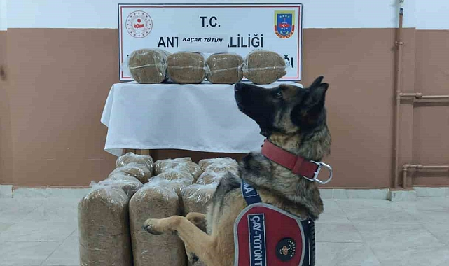 Antalya'da kaçakçılarla mücadele