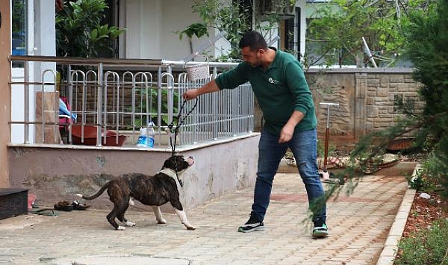 Apartmanda 4 saat 'pitbull esareti'