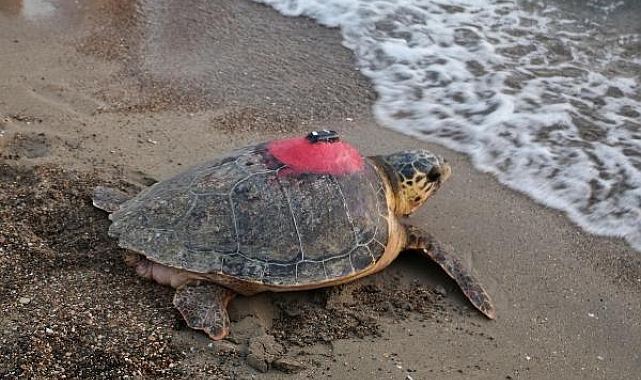 Caretta caretta 'Tuba'yı 8 milyon kişi izledi