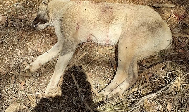 Çoban köpeklerini av tüfeğiyle vurup telef ettiler
