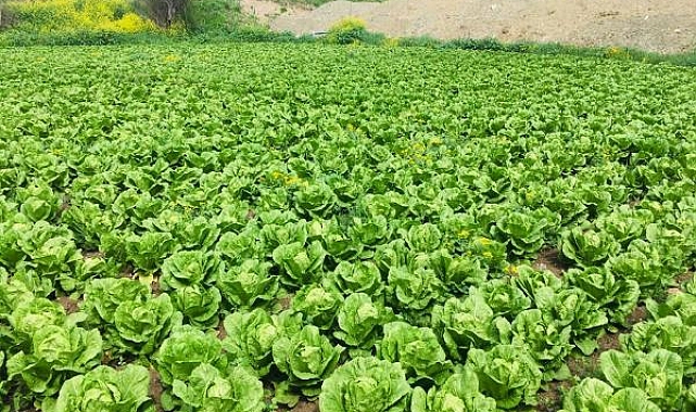 Depremzede üretici, ürünü için alıcı bekliyor