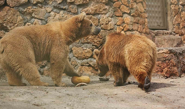 Dünya Ayı Günü'nde ayılara balkabağı pastası