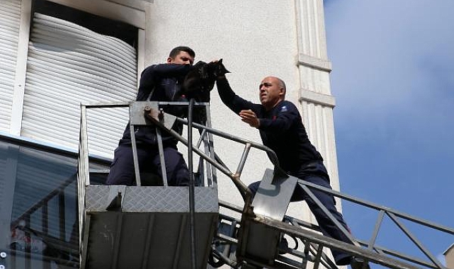 Yangında panjur ile balkon camı arasına sıkışan kedi kurtarıldı