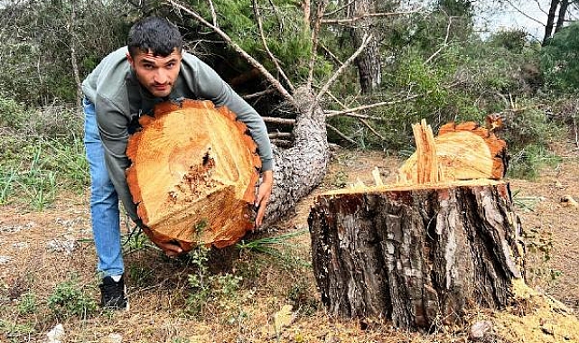 Yarım asırlık ağaçları kesip, kaçtılar