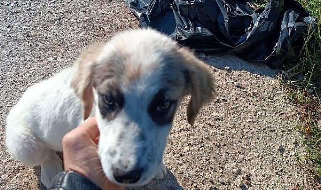 Çöp poşetine konulup ölüme terk edilen yavru köpek kurtarıldı